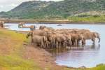 Elephant Herd at Waterpoint in Pilanesberg National Park 