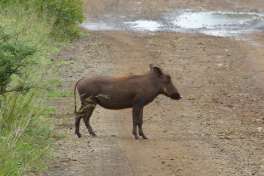Warthog Piglet in Pilanesberg 