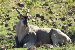 Eland on Pilanesberg Game Drive 