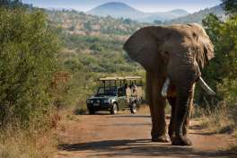 Elephant watching on Pilanesbrg Game Drive 