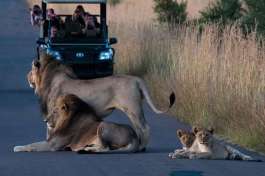 Lions in the Road in Pilanesberg National Park 