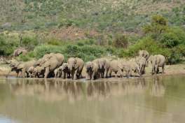 Elephants at Waterhole in Pilanesberg 