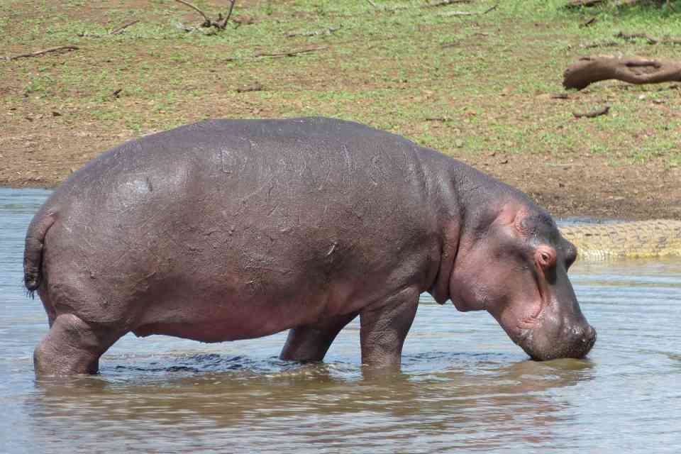 Hippo getting out of water at Pilanesberg National Park