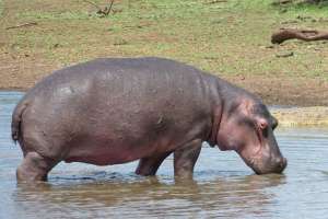 Hippo getting out of water at Pilanesberg National Park