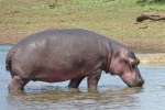 Hippo getting out of water at Pilanesberg National Park 