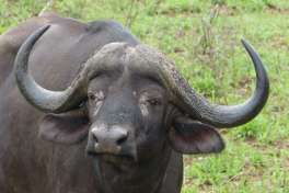 Pilanesberg Buffalo 