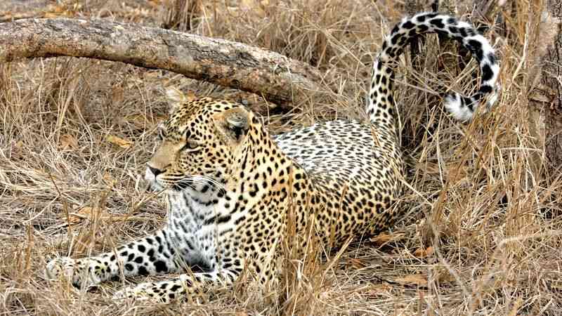 Leopard in Kruger National Park