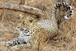 Leopard in Kruger National Park 