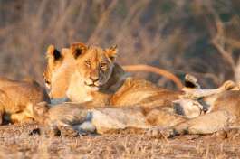 Pride of Lions taking a rest in Kruger National Park 