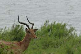 Impala Male by Water 