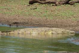 Large Nile Crocodile in Kruger National Park 