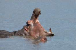 Hippo Yawn in Kruger National Park 