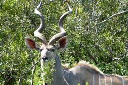 Kruger Park Kudu Bull 