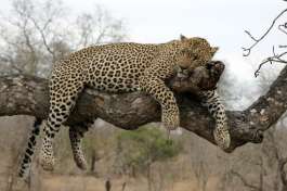 Kruger National Park Leopard in a Tree 