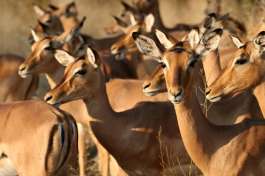 Impala Herd in Kruger National Park 