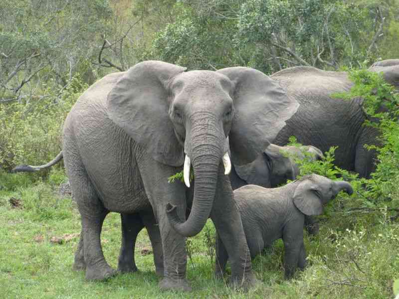 Elephant Family in Kruger National Park