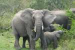 Elephant Family in Kruger National Park 