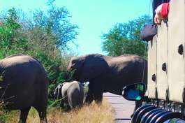 Viewing Elephants from the Safari Vehicle 