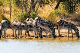 Zebra Herd Drinking 