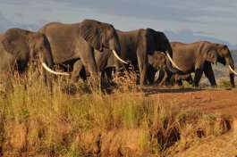 Mikumi elephants, Tanzania 