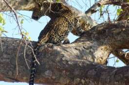Mikumi National Park Leopard 