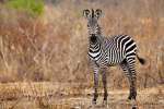 Zebra mikumi national park 
