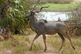Kudu Bull In Nyerere National Park 