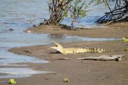 Private Tanzania Safari in Nyerere National Park Crocodile  
