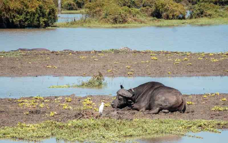 Bufallo on the Banks of Rufiji River Nyerere National Park