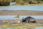 Bufallo on the Banks of Rufiji River Nyerere National Park 