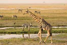 Giraffe and Zebra in Chobe 