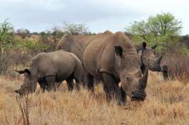 White Rhino in Kruger National Park 
