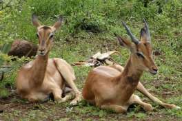 Young Impala Resting 