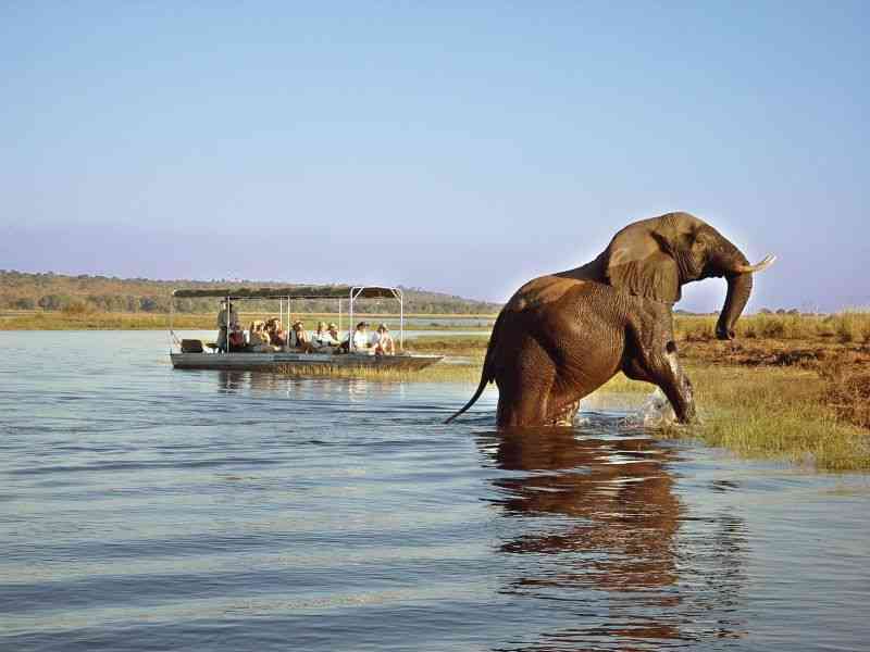 Elephant on Chobe Boat Cruise
