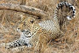 Leopard in Kruger National Park 