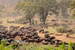 Large Buffalo Herd in Kruger National Park 