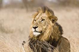Kruger National Park Lion 