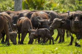 Nyerere National Park Buffalo Herd 