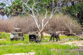 Elephant on Safari in Nyerere National Park 