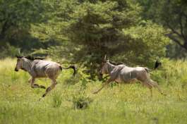 Young Wildebeest on the run in Nyerere National Park 
