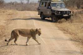 Lion Crossing the Road in Ruaha National Park 