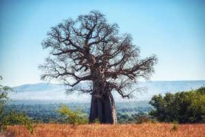 Baobab Tree in Ruaha National Park