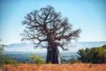Baobab Tree in Ruaha National Park 