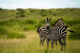 Ruaha National Park Zebra 