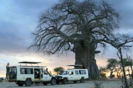 Ruaha National Park Baobab Tree  