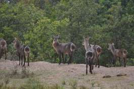 Waterbuck at Nyerere National Park 