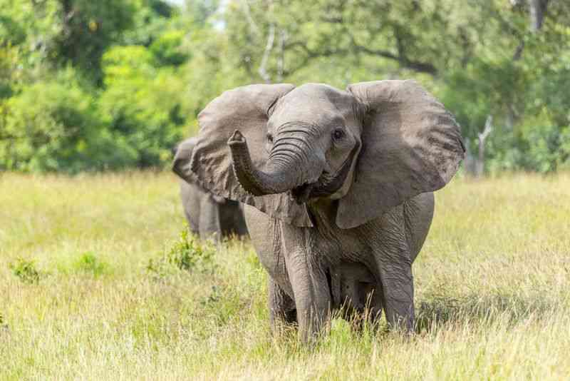 Elephant in Nyerere National Park