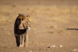 Lion kalahari 2 