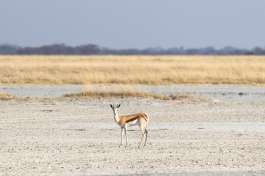 Springbok makgadikgadi 1 