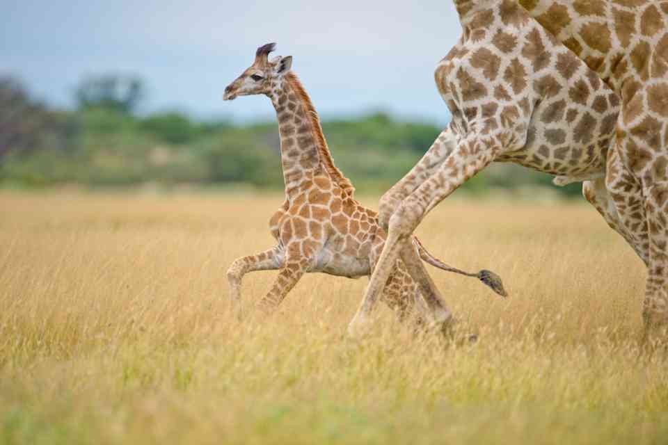 Botswana central kalahari gr  bruce taylor